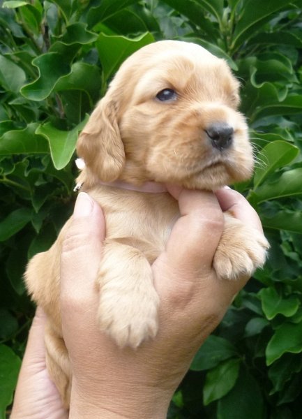 8 - 1.fenka (růžová).JPG